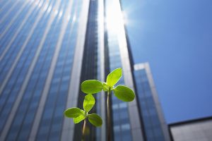 50081810 High Rise Buildings And New Shoots